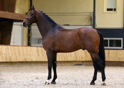 Magnifique hongre KWPN de 4 ans, fils de Las Vegas