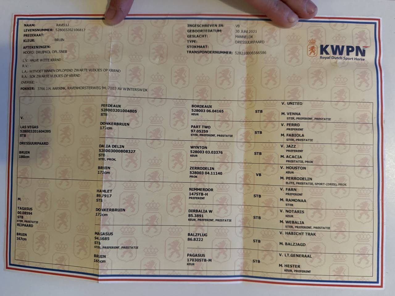 Magnifique hongre KWPN de 4 ans, fils de Las Vegas