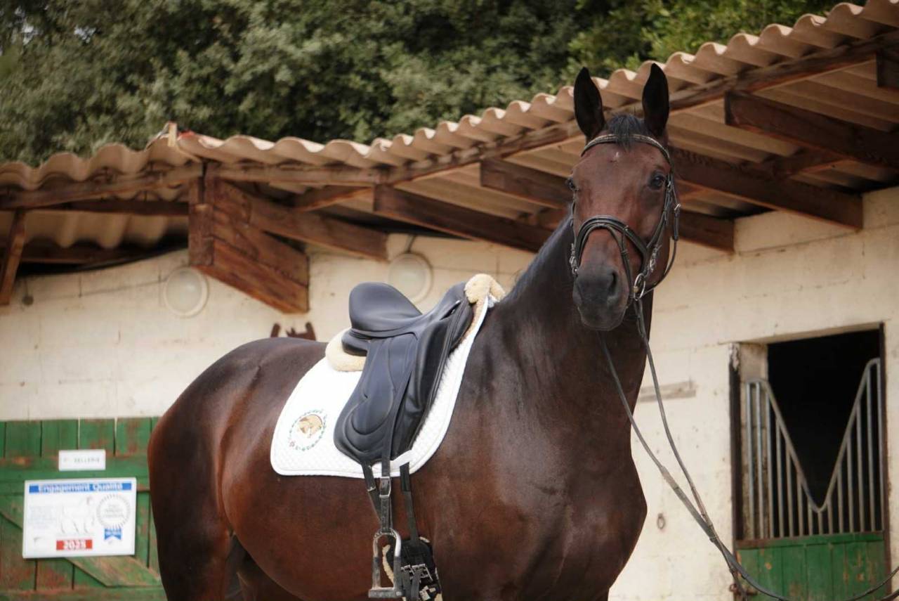 Jument par Van Gogh du Val (par Fürst Romancier)