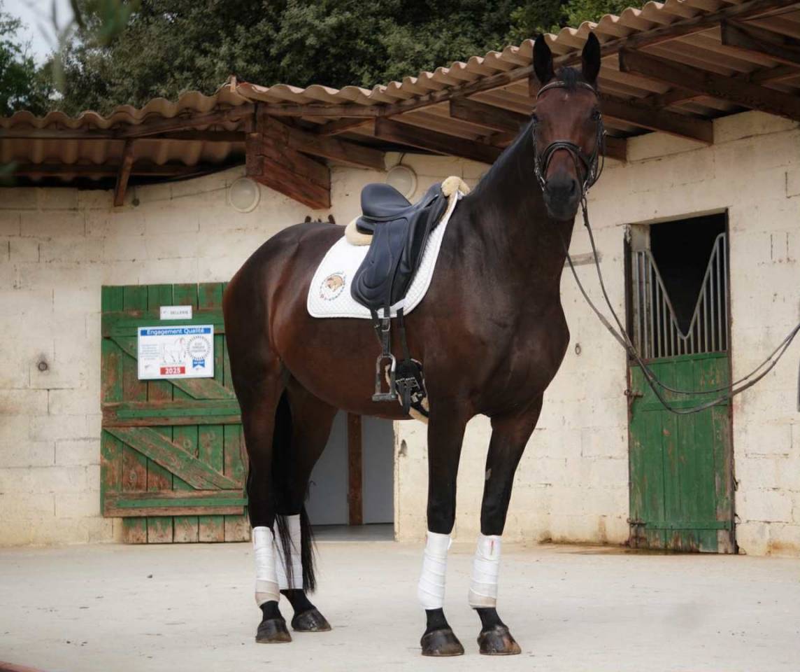 Jument par Van Gogh du Val (par Fürst Romancier)