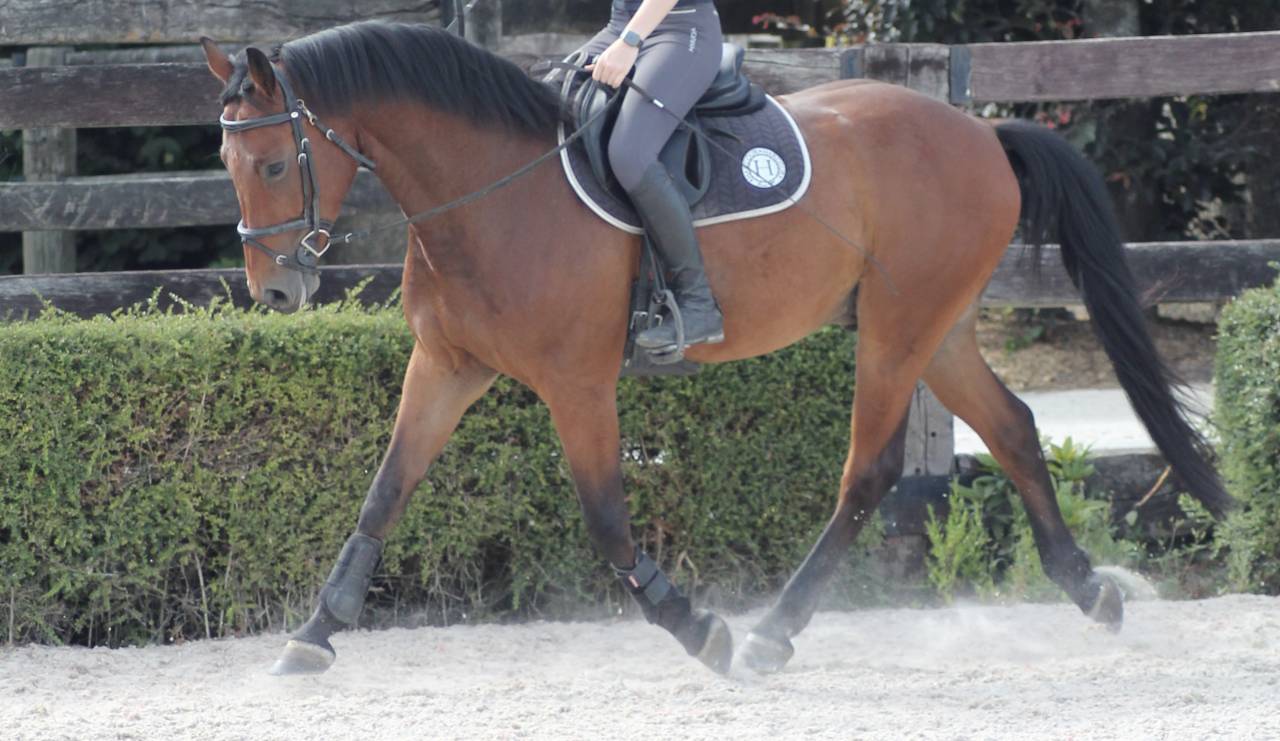 KWPN - Hongre - 5 ans