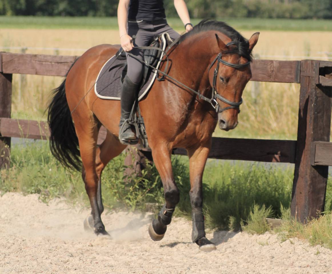 KWPN - Hongre - 5 ans