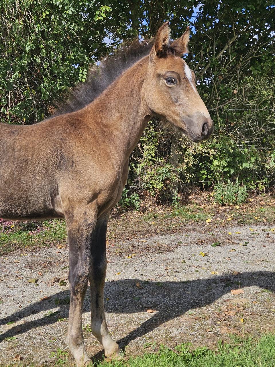 Poulain PFS isabelle à réserver 