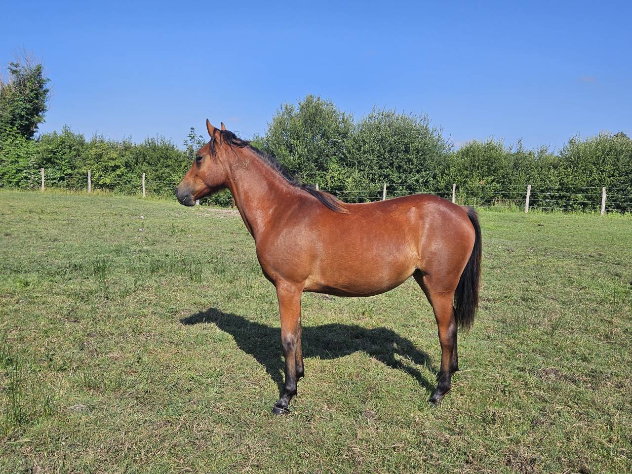 Ponette New forest PP 16 mois 