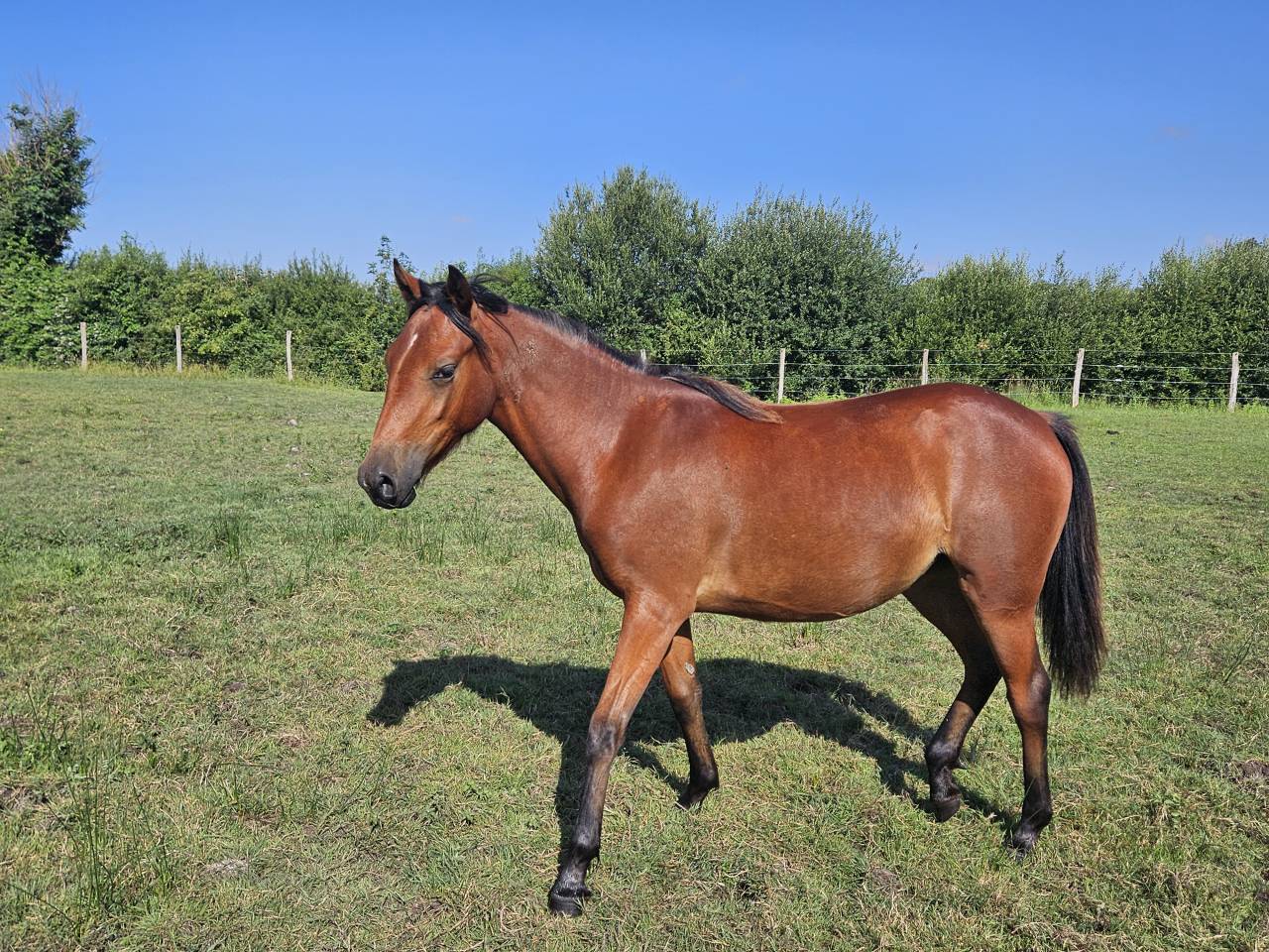 Ponette New forest PP 16 mois 