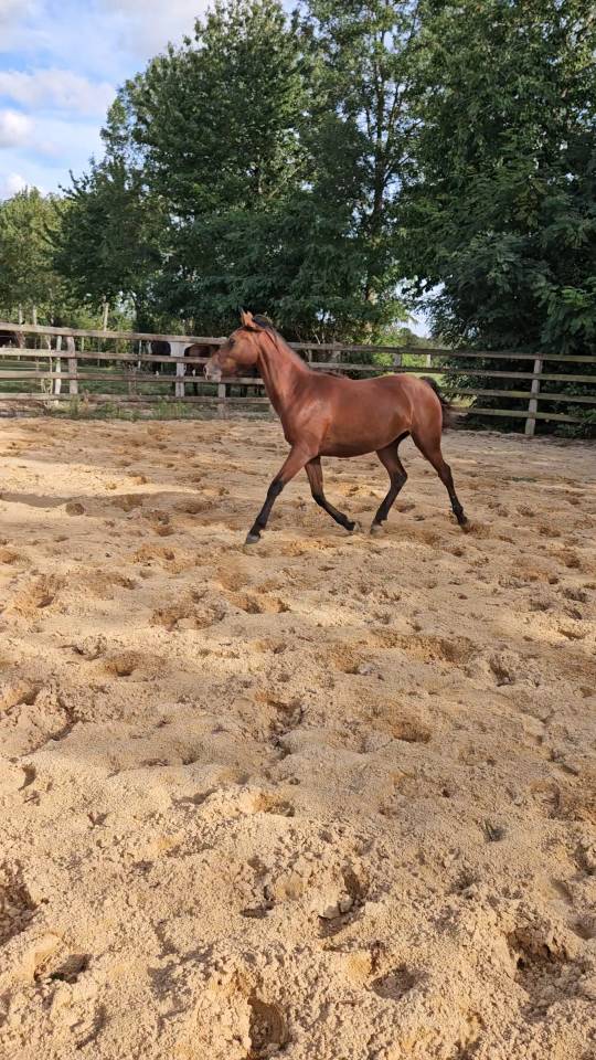 Ponette New forest PP 16 mois 