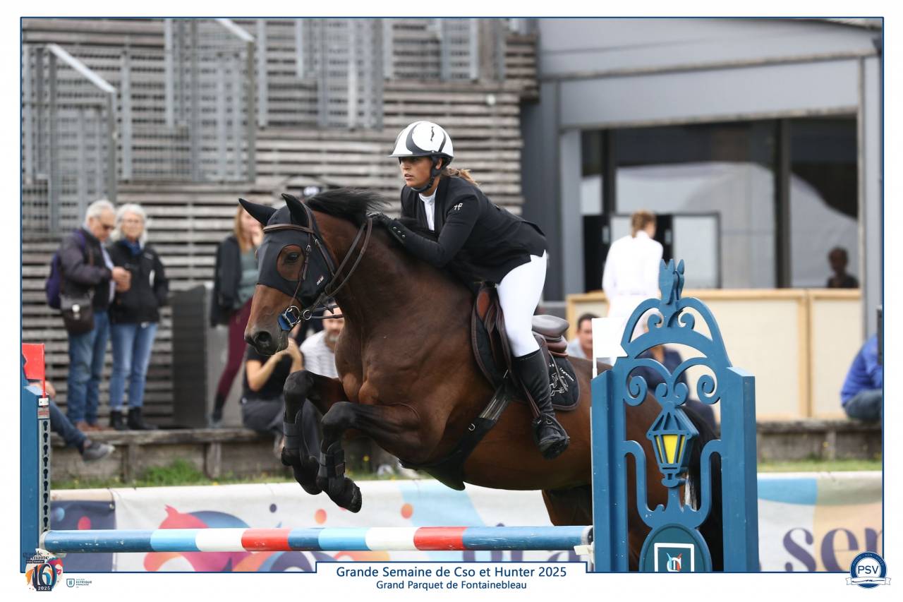 Top hongre 6 ans à vendre 