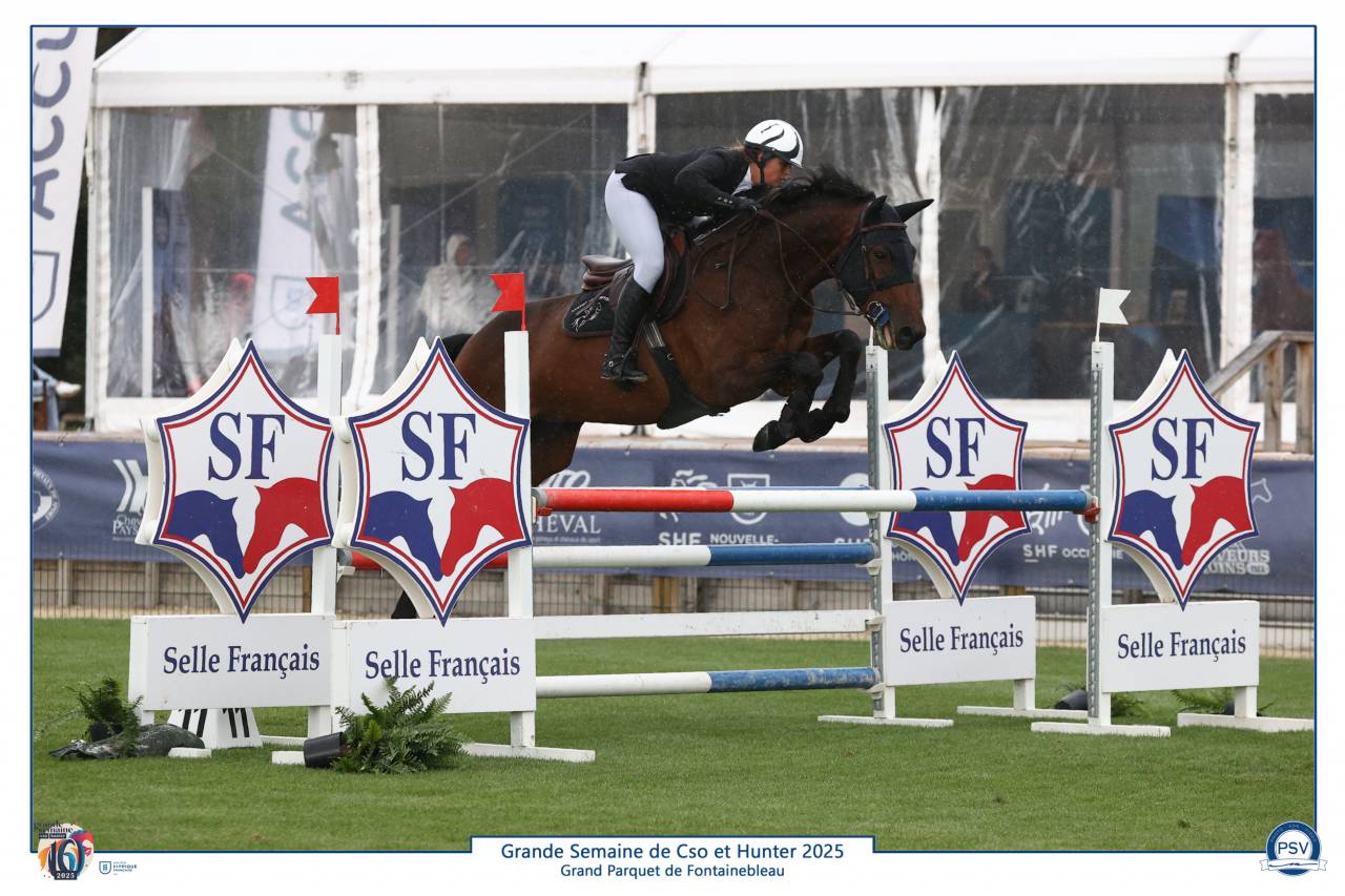 Top hongre 6 ans à vendre 