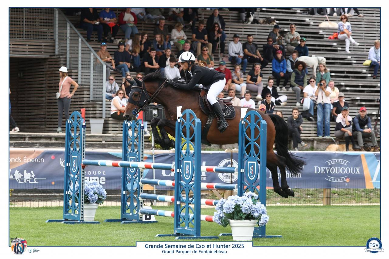 Top hongre 6 ans à vendre 