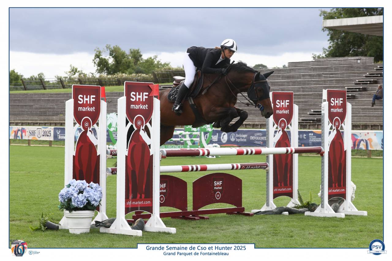 Top hongre 6 ans à vendre 