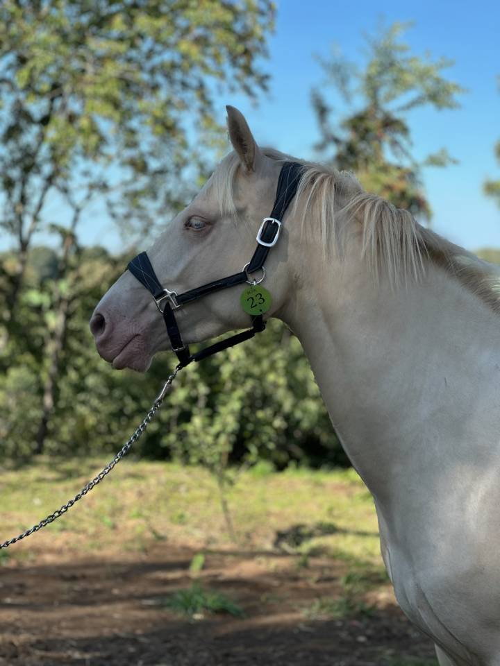 Poneys connemaras 