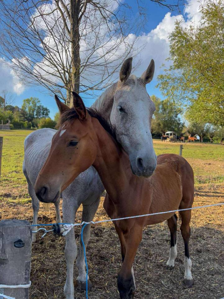 Vente poulain avril 2025