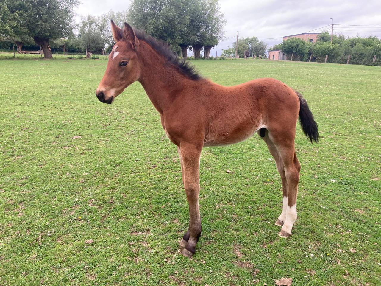 Vente poulain avril 2025