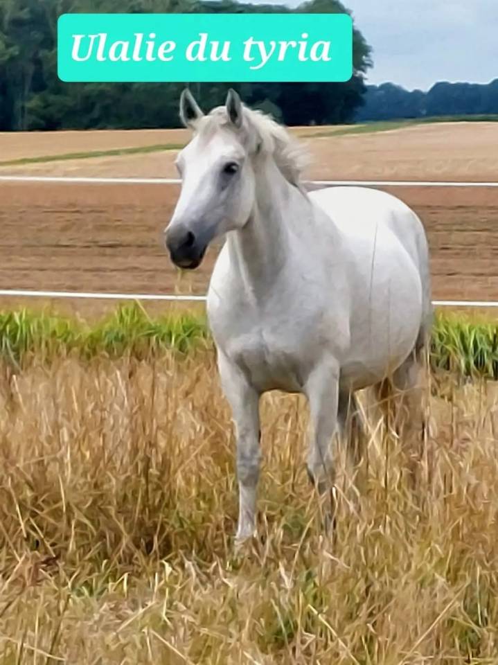 Poulinière connemara 