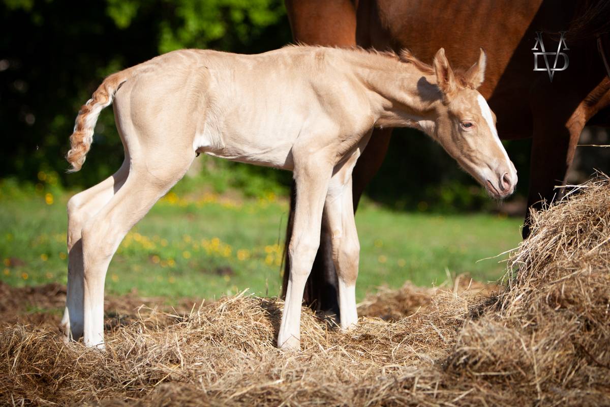 RARE : Poulain Pure Race Espagnole double perle