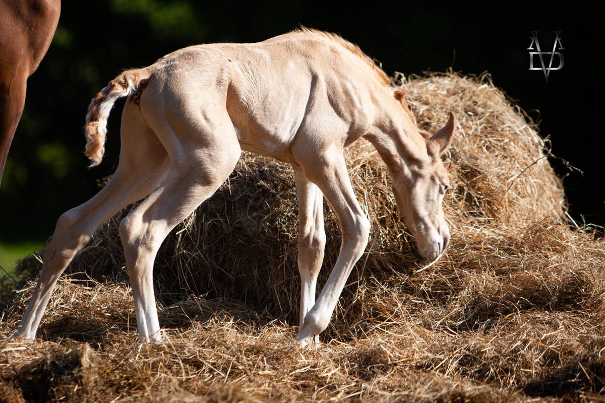 RARE : Poulain Pure Race Espagnole double perle