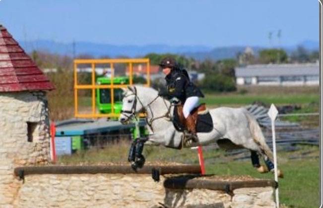 Mâle Connemara 8 ans 