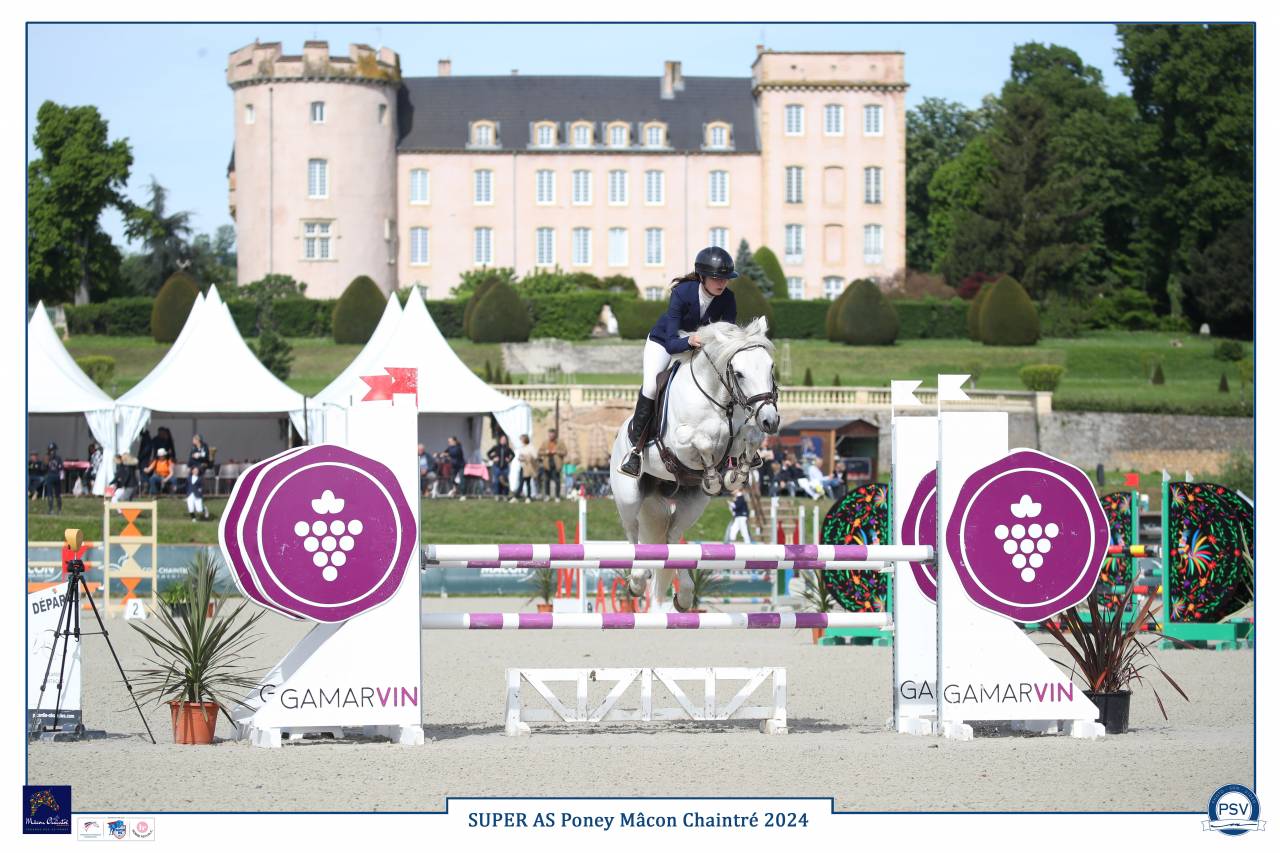 Mâle Connemara 8 ans 