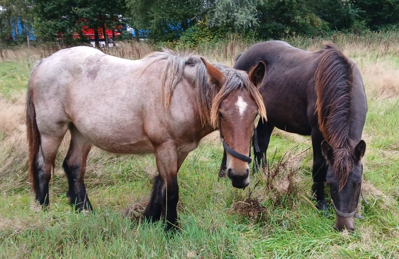 2 chevaux de trait juments