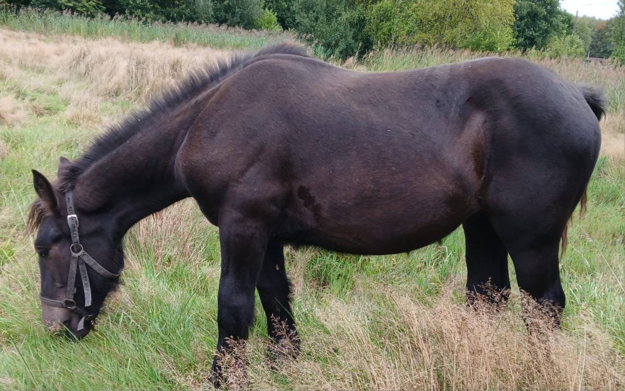 2 chevaux de trait juments