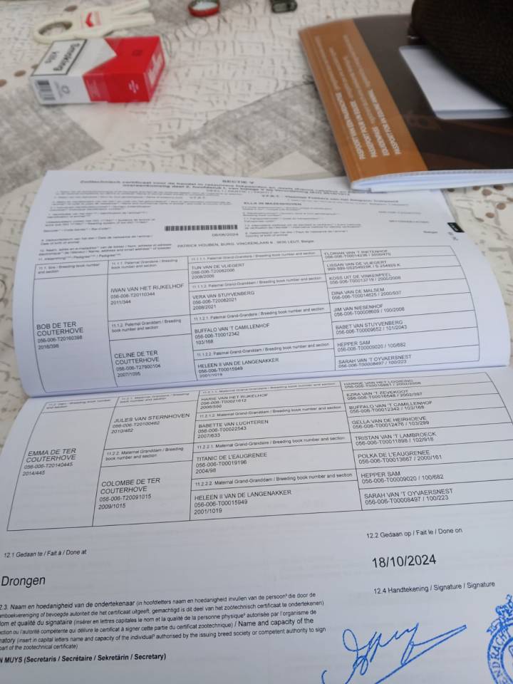 2 chevaux de trait juments