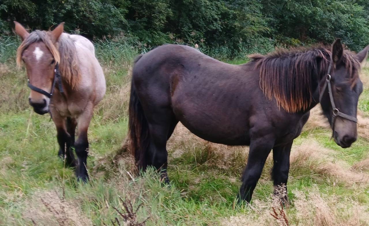 2 chevaux de trait juments