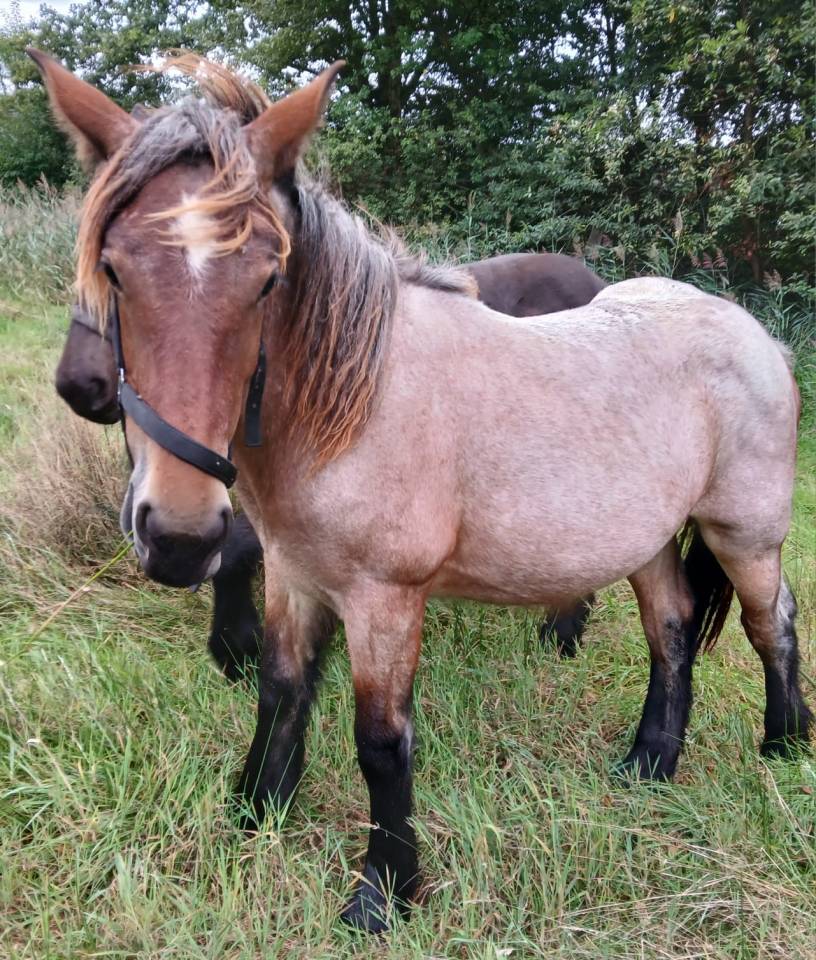 2 chevaux de trait juments