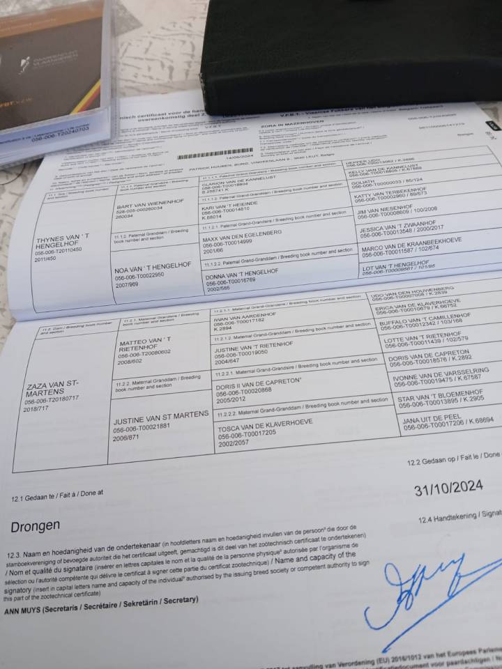 2 chevaux de trait juments