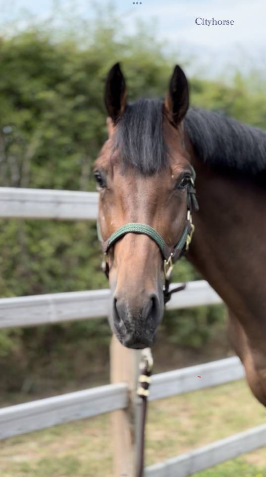 Burning man Cityhorse z