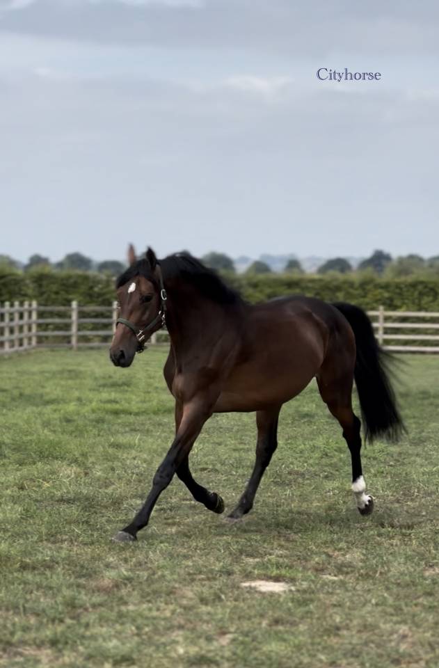 Burning man Cityhorse z
