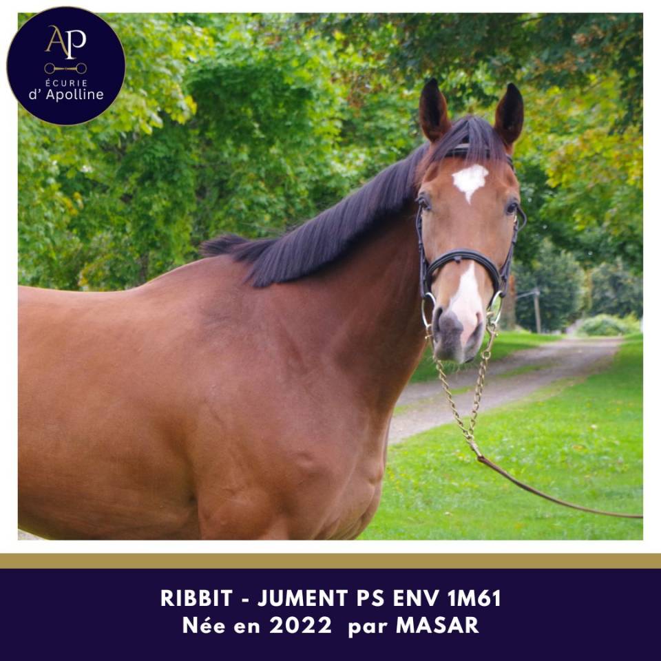 Jolie jument pour bonne maison