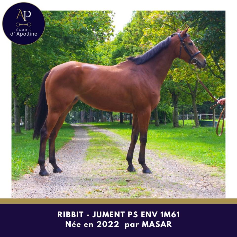 Jolie jument pour bonne maison