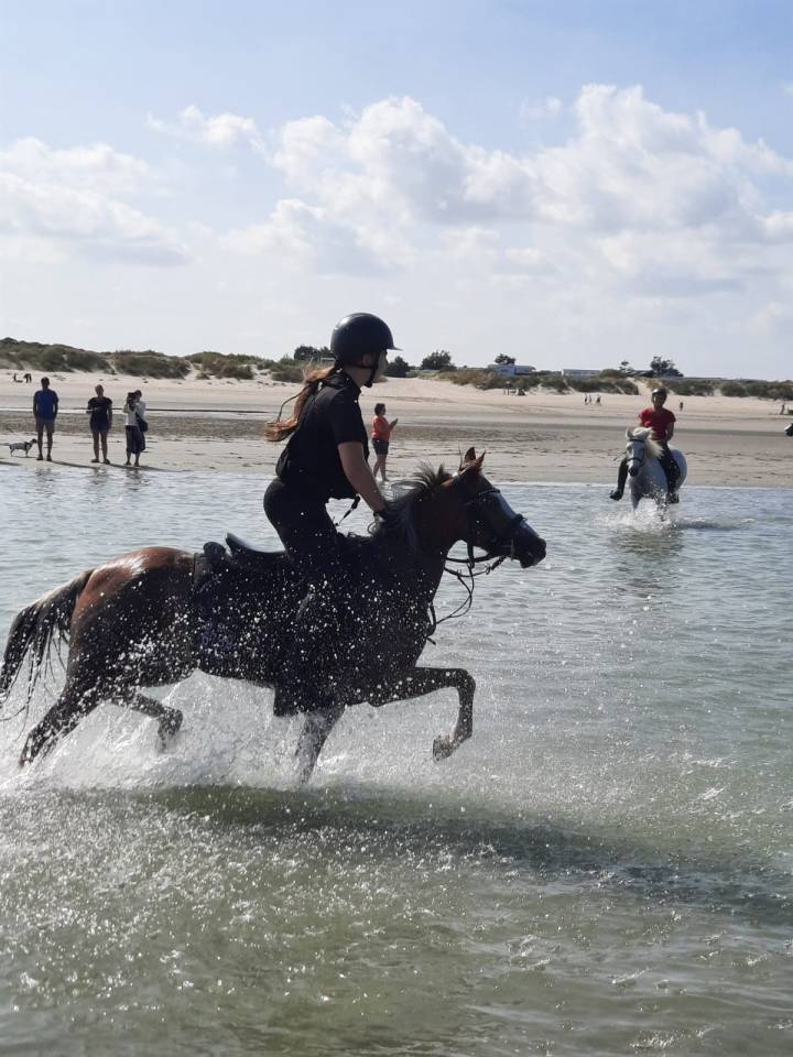 PRINSES adorable ponette Welsh 