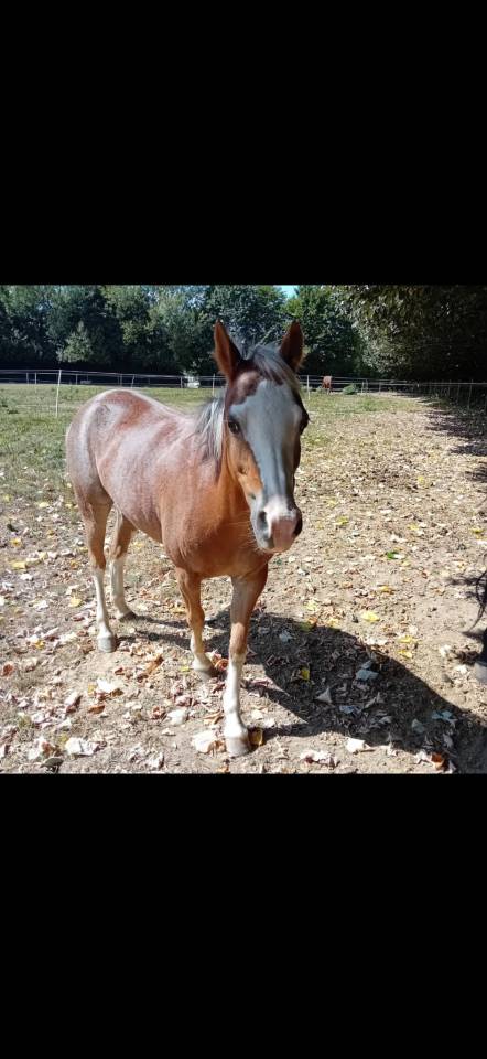 PRINSES adorable ponette Welsh 