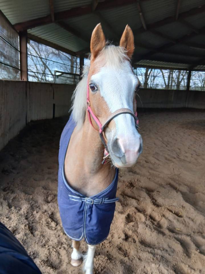 PRINSES adorable ponette Welsh 