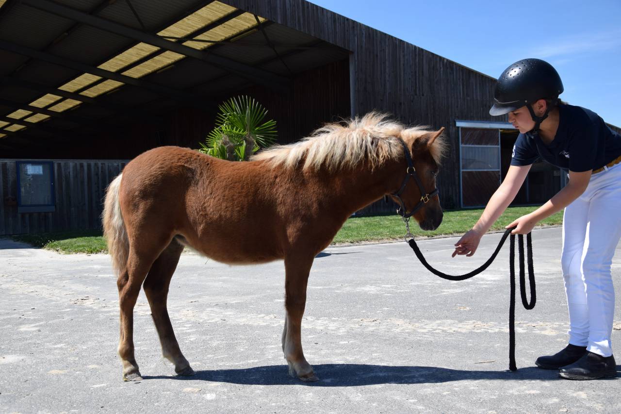 Foal femelle Shetland livre A