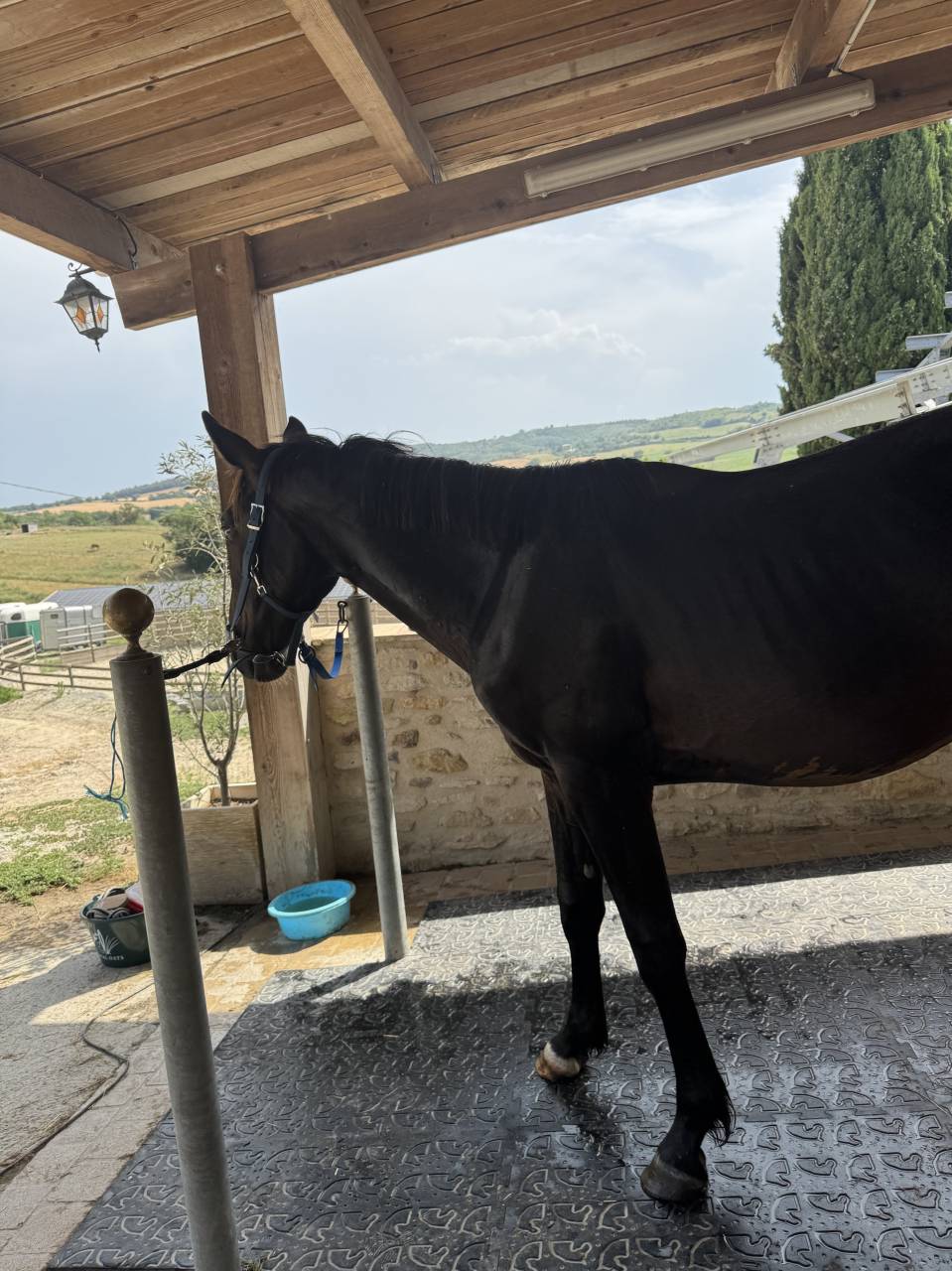 2 ans, Selle Français, souche exceptionnelle 