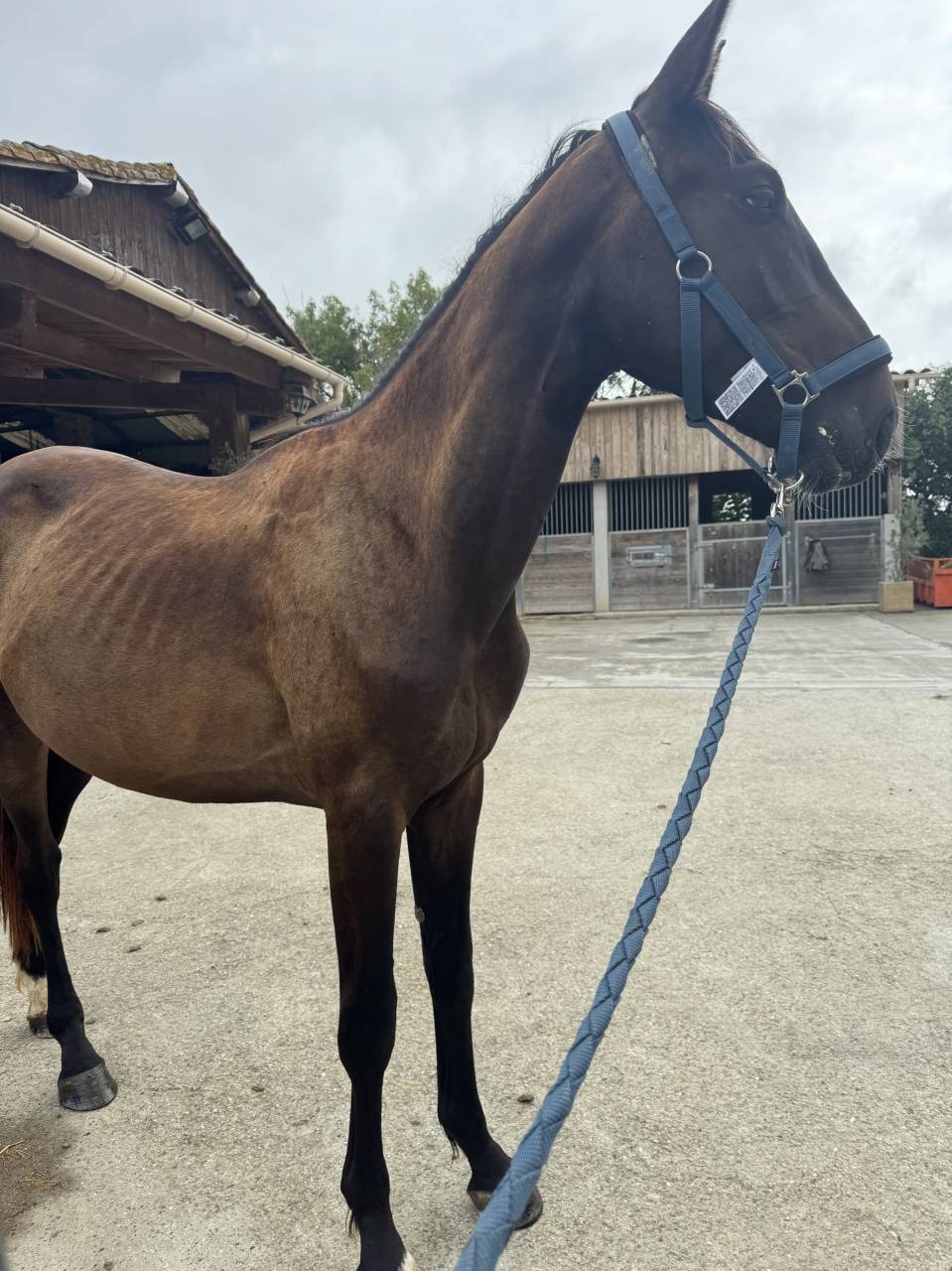 2 ans, Selle Français, souche exceptionnelle 