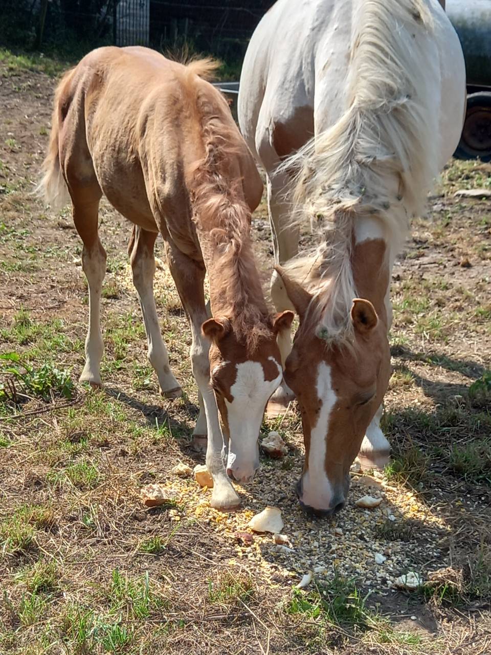 2 pouliches Alzanes et 1 poulain Palomino  de 2025!!!!