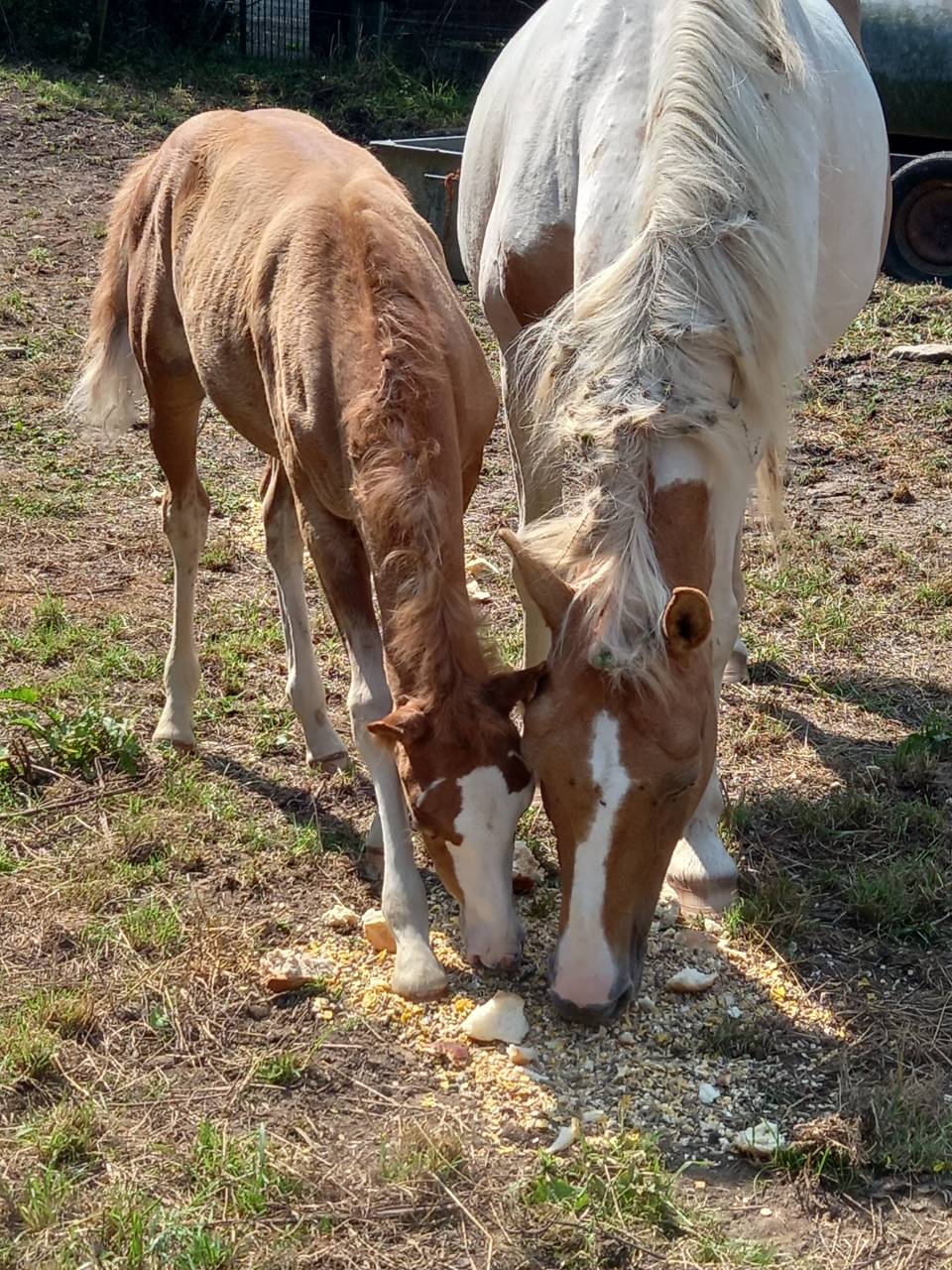 2 pouliches Alzanes et 1 poulain Palomino  de 2025!!!!