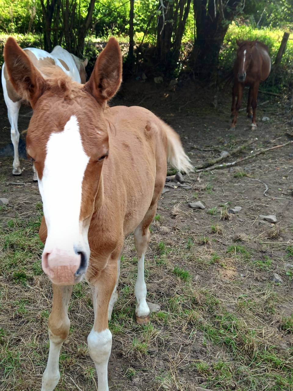 2 pouliches Alzanes et 1 poulain Palomino  de 2025!!!!