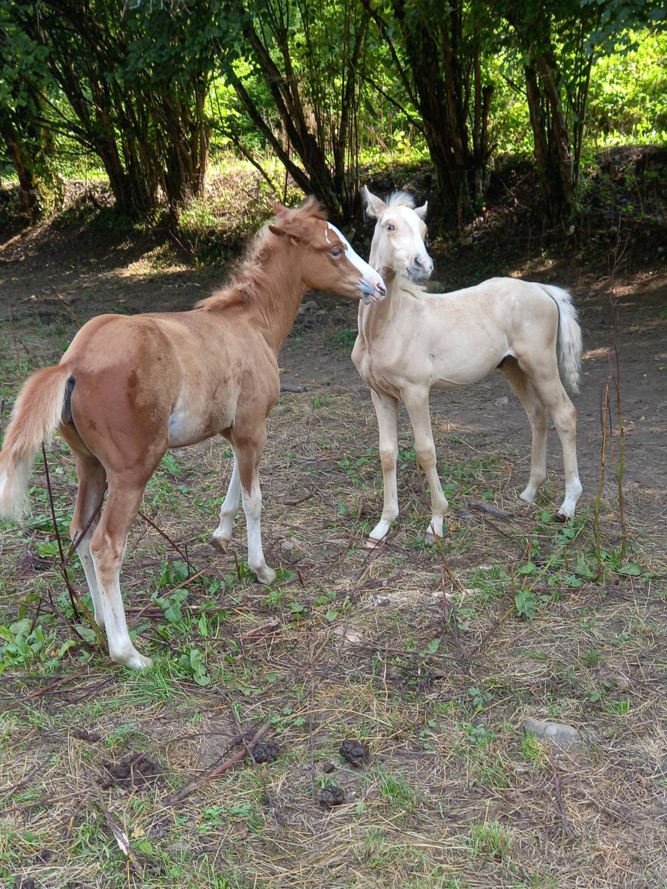 2 pouliches Alzanes et 1 poulain Palomino  de 2025!!!!