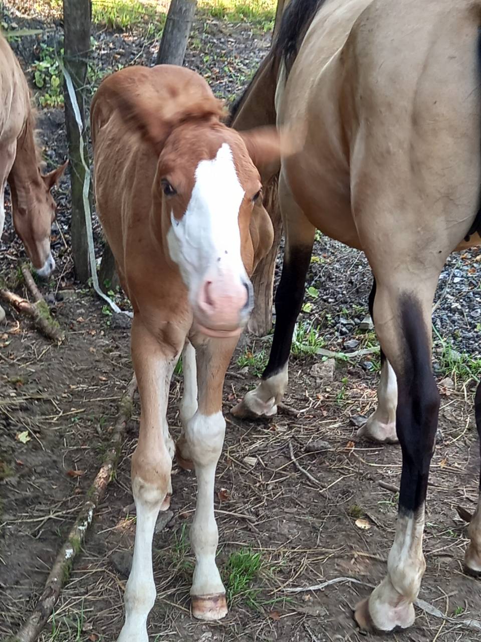 2 pouliches Alzanes et 1 poulain Palomino  de 2025!!!!