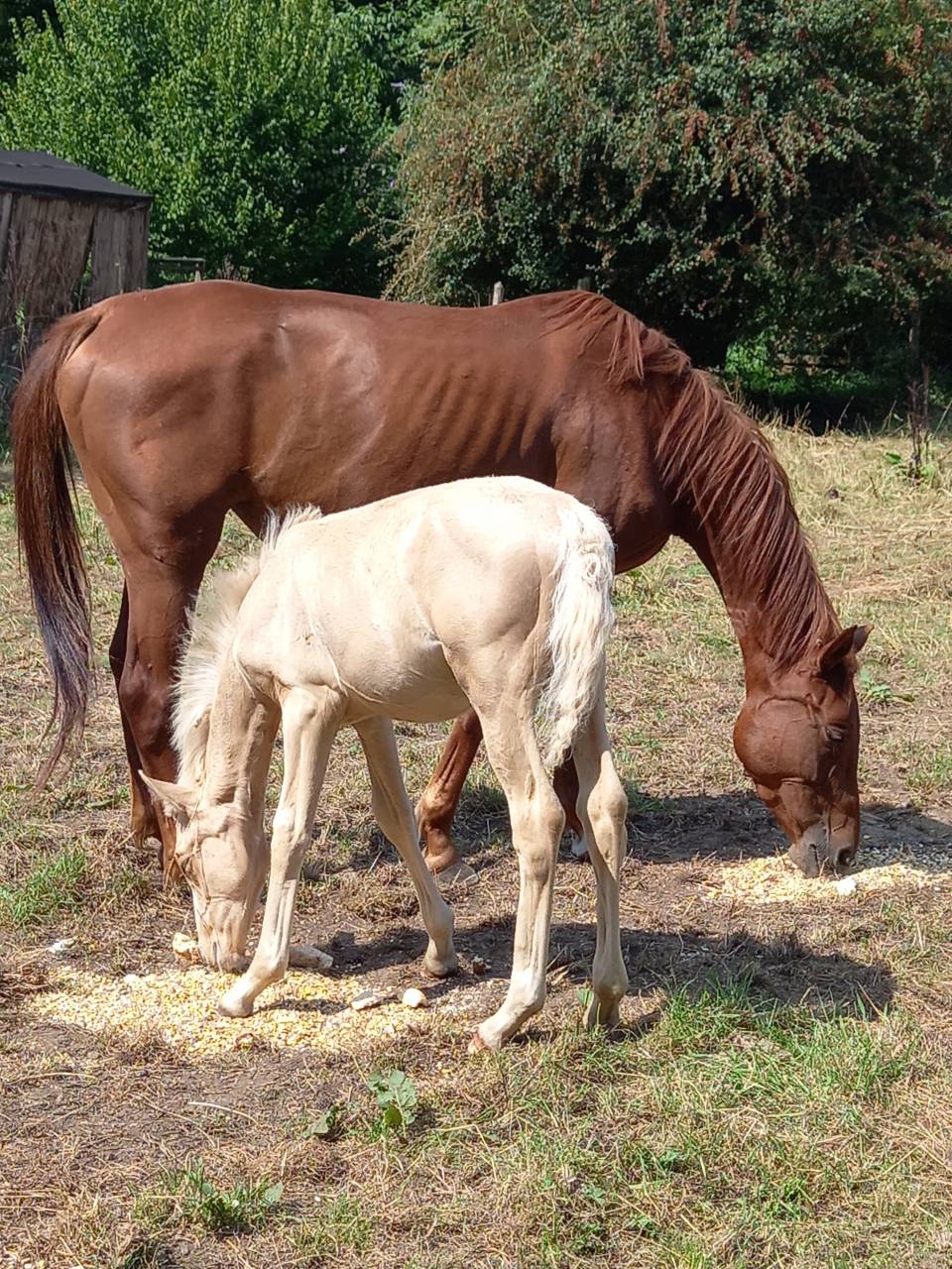 2 pouliches Alzanes et 1 poulain Palomino  de 2025!!!!
