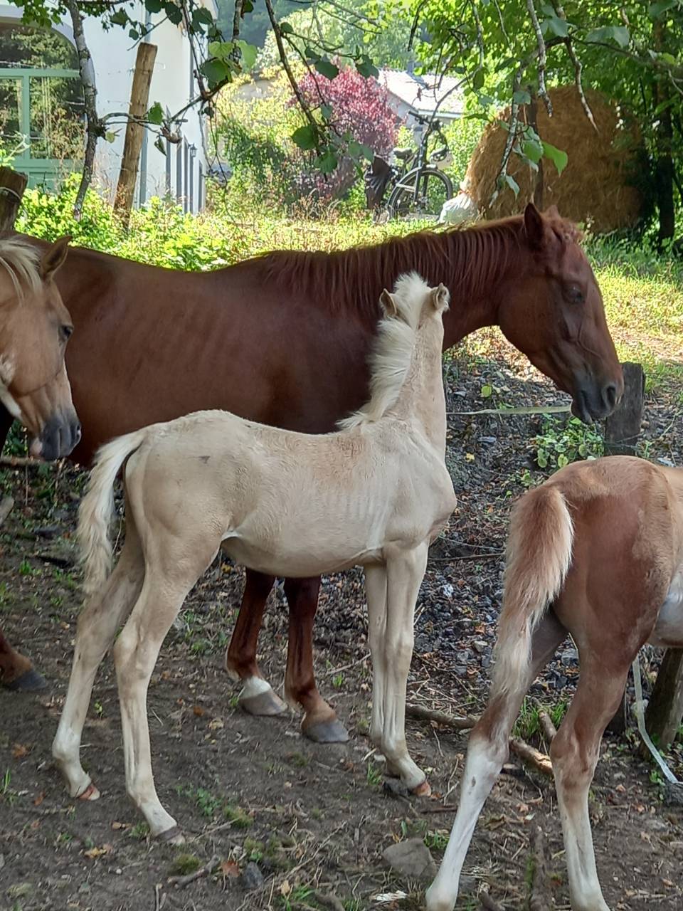 2 pouliches Alzanes et 1 poulain Palomino  de 2025!!!!