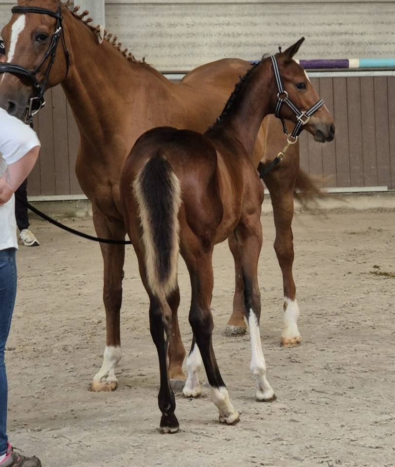 Poulain Zangersheide (for pleasure Toulon Calvaro z)