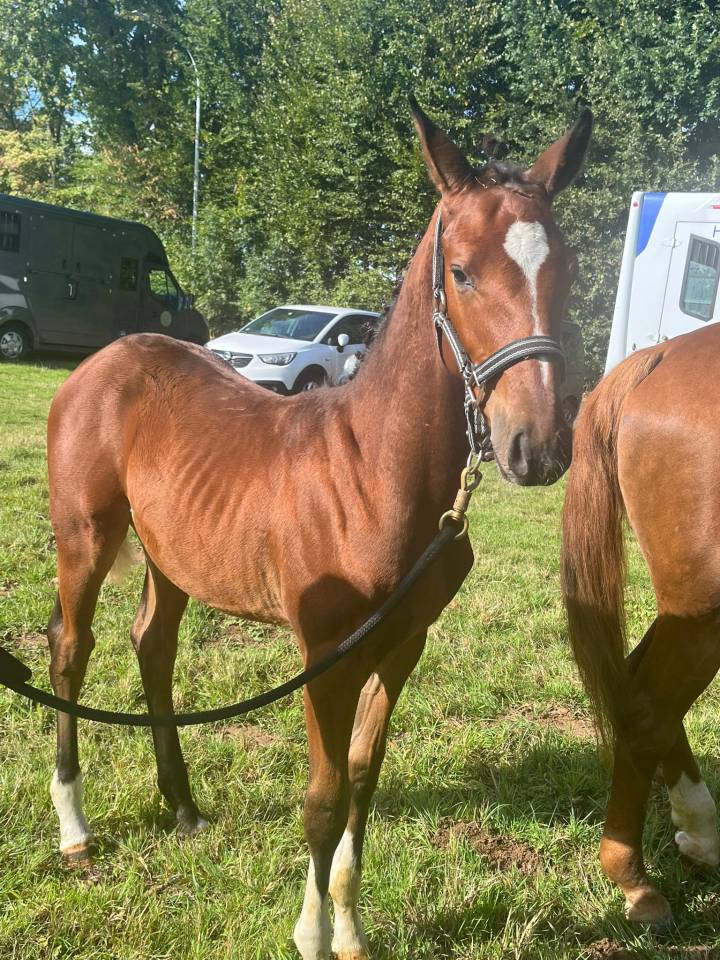 Poulain Zangersheide (for pleasure Toulon Calvaro z)