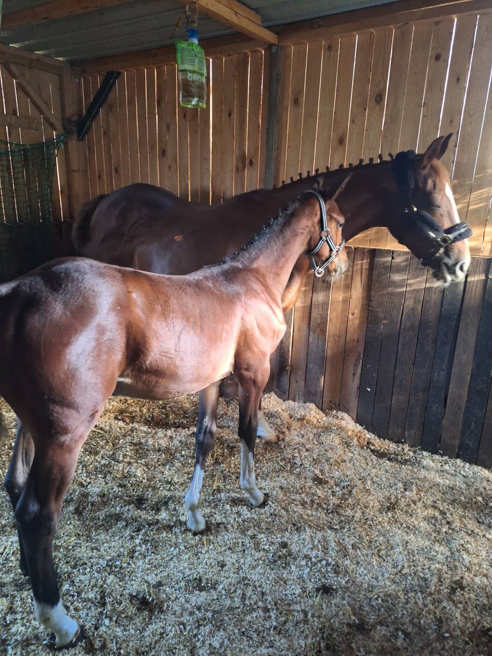 Poulain Zangersheide (for pleasure Toulon Calvaro z)