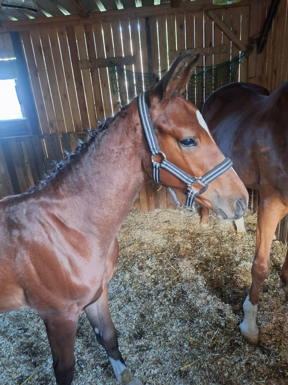 Poulain Zangersheide (for pleasure Toulon Calvaro z)