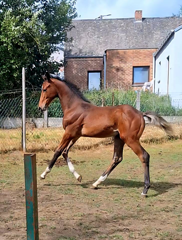 Poulain Zangersheide (for pleasure Toulon Calvaro z)